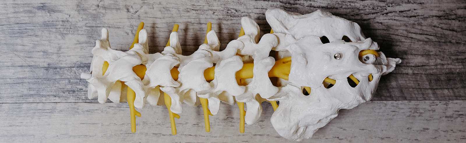 A white and yellow medical model of the sacral region of the spine sits on a wooden surface